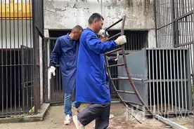 5只熊压轴，搬家何其难，武汉动物大搬家收官图片