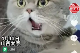 心疼又好笑！猫咪打哈欠下巴脱臼，网友：帧帧都是表情包图片