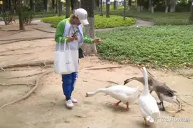 小区湖里大白鹅无故消失，竟是被保姆抓走宰了图片