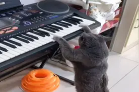 猫咪半夜“弹琴”吓坏主人，网友：有音乐梦想的猫视频封面