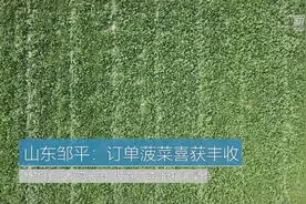 山东邹平：“订单菠菜”喜迎丰收视频封面
