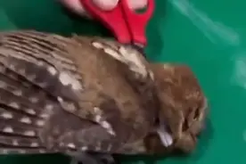 表情亮了！缠满捕鸟网的猫头鹰幼崽一头栽进了消防队......图片