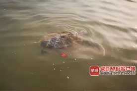 可怜！钦州犀丽湾一只受伤大海龟在岸边徘徊，向游客“求救”图片