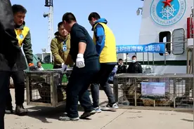 大连圣亚送“海上大熊猫”回家——8只斑海豹今日放归大海图片