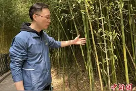 寒潮过后，北京的竹子还好吗？图片