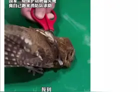 猫头鹰幼崽缠上捕鸟网，自己去消防队上门求助了…图片
