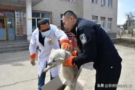 白狐溜进派出所“求助”辅警救助后放“狐”归山图片