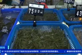 一斤最高卖到160元！江苏常州河虾上市 量少价高成“新贵”图片