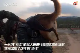 高空索降军犬抱紧特战队员胳膊，画面令人心疼又好笑图片