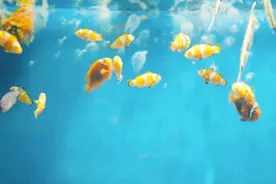 聊城海底世界年卡会员续卡优惠放送图片