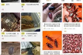 100元1只！有人竟走私大蟑螂入境做宠物？网友：看吐了……图片