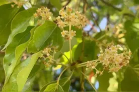 好家伙，樟树居然背着我给螨虫打工图片