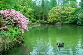 太湖之畔，鼋头渚的杜鹃花也开了图片