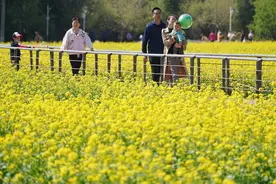 北京近郊最大的油菜花海盛放！快来丰台这个怪村“打卡”吧图片