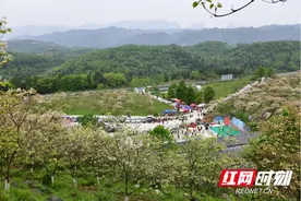组图｜永顺：油桐花海惹人醉图片