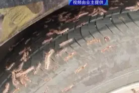 “毛”骨悚然！小区下起“毛毛虫雨”，街坊看了心惊惊！原来是它…图片