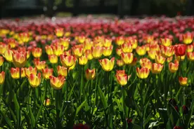 北京植物园郁金香花海已经进入最佳观赏期，20万株鲜花正盛开图片