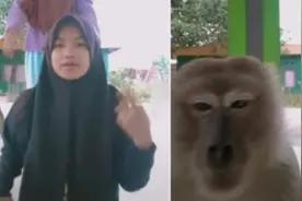 印尼姐妹俩拍视频遇猴子被吓跑 意外拍下猴子偷手机全程视频封面