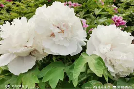 花开齐鲁｜恰逢好时节！济宁太白湖千余牡丹惊艳上线，快来赏花吧图片