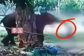 泰国游客投喂大象时被象鼻卷起暴摔重踩，当场身亡图片