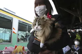 和人类抢饭碗！日本福岛县车站猫咪“服务员”上岗图片