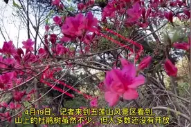 静待杜鹃花红，日照五莲山万亩杜鹃即将盛放图片