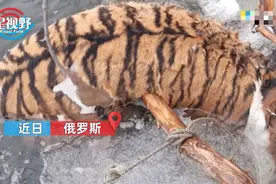俄罗斯护林员见东北虎漂浮河中一动不动，大胆走近一看顿时气炸图片