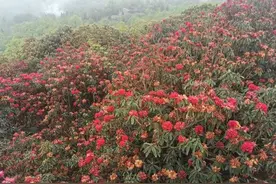 走，百里杜鹃泡温泉图片