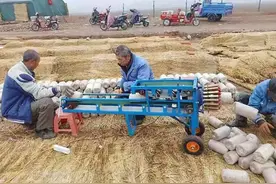 黑木耳栽培开口应该这样做图片