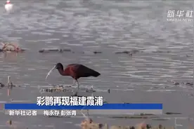 彩鹮再现福建霞浦