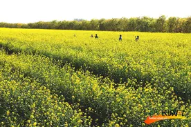高清组图｜保定市满城区：油菜花开迎客来 金色产业促增收图片