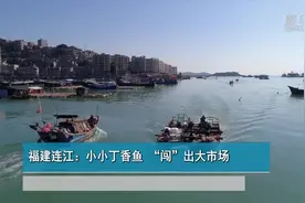 福建连江：小小丁香鱼“闯”出大市场图片