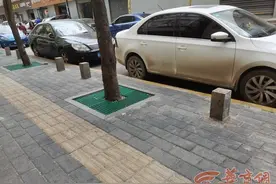 西安东二环栾树蚜虫多致地面黑污 如此招虫为何还在行道树之列？图片
