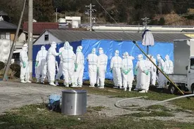 日本兽医扑杀染疫小猪时手滑 药针误戳中男子大腿图片