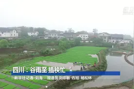 四川：谷雨至 插秧忙视频封面