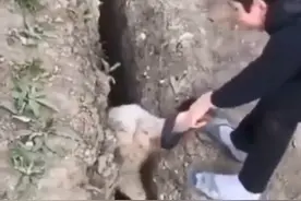 小羊被救出后瞬间放飞自我，活蹦乱跳摔落同一沟渠！救它的男孩看傻眼图片