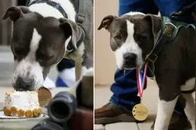 主人发病无人知晓 宠物犬机智向邻居求救图片