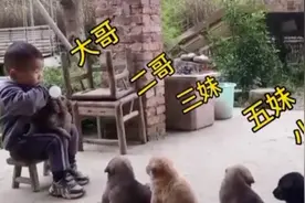 狗狗排队嗷嗷待哺 两岁“奶爸”新晋上岗被赞“专业”图片