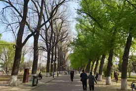 一边绿一边秃！二一九公园大杨树到底咋了？图片