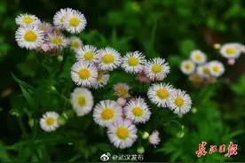 阴雨连绵，四招除“春湿”图片