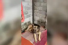 赞！南宁一别墅进小偷，狼狗英勇护家图片