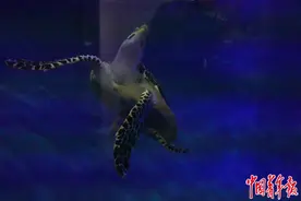 涉案海龟背后的人心图片