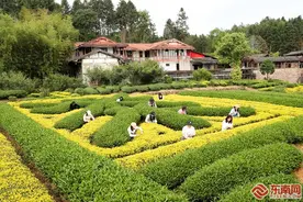 武夷山茶农传承制茶技艺图片