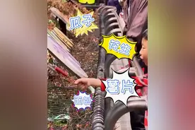 别再喂了！动物园红猩猩被游客喂出高血糖，网友：爱心超标了图片