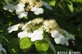 “烟花三月下扬州”里的“烟花”在济南开了图片