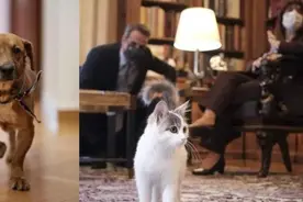 总统养猫总理养狗，开设收容所 希腊这样保护动物图片