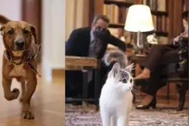总统养猫总理养狗，开设收容所 希腊这样保护动物图片