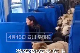 画面太可爱！四川一火车上有猪羊成群穿行，网友：买票了吗图片