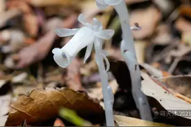 杭州发现罕见幽灵草 神似“豌豆射手”图片