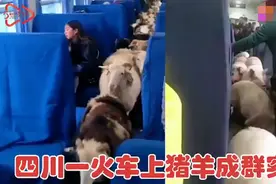 四川一火车上有猪羊成群穿行，画面太可爱，网友评论亮了图片